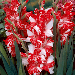 Gladiolus Flower HD Wallpaper for PC Gladiolus Flower HD Wallpaper for PC