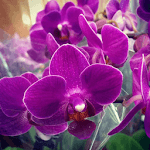 Orchid Flowers HD Wallpaper for PC Orchid Flowers HD Wallpaper for PC