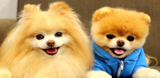 Pomeranian Dog Wallpapers HD PC screenshot Pomeranian Dog Wallpapers HD PC screenshot