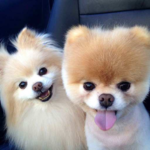 Pomeranian Dog Wallpapers HD for PC Pomeranian Dog Wallpapers HD for PC