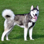 Siberian Husky Dog Wallpapers for PC