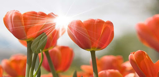 Tulips Flowers Wallpapers HD PC screenshot Tulips Flowers Wallpapers HD PC screenshot