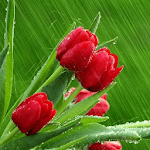 Tulips Flowers Wallpapers HD for PC Tulips Flowers Wallpapers HD for PC