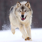 Wolf Wallpapers HD icon