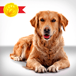 My Dog Training App - 30 Days Puppy Training icon