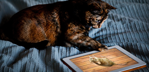 Mouse game toy for cats PC screenshot