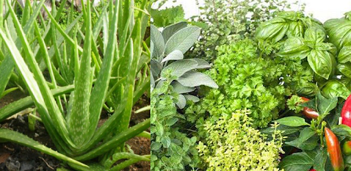 Medicinal plants PC screenshot Medicinal plants PC screenshot