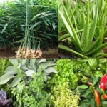 Medicinal plants icon