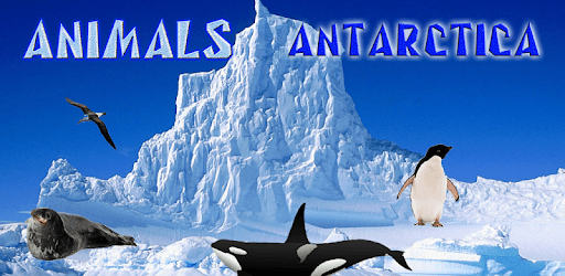 Antarctica Animals PC screenshot Antarctica Animals PC screenshot