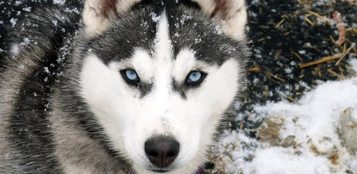 Husky live wallpaper PC screenshot