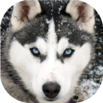 Husky live wallpaper icon