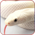 HD Snake Wallpapers for PC HD Snake Wallpapers for PC
