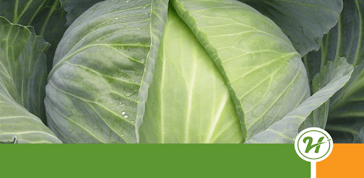 Brassica diseases PC screenshot Brassica diseases PC screenshot