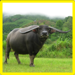Buffalo Memory Game for PC