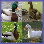 Duck Memory Game for PC