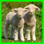 Sheep Memory Game for PC Sheep Memory Game for PC