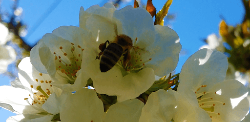 Bee PC screenshot