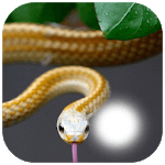 Snake Photo Frame for PC