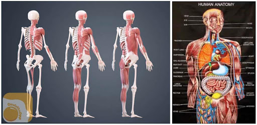 Human Anatomy - OFFLINE PC screenshot