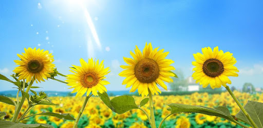 Sunflowers Live Wallpaper PC screenshot Sunflowers Live Wallpaper PC screenshot