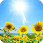 Sunflowers Live Wallpaper for PC Sunflowers Live Wallpaper for PC