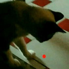Laser Cat icon