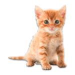 Real Animals Photo Stickers for PC