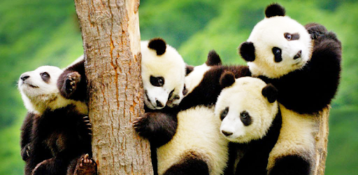 Panda Wallpaper PC screenshot Panda Wallpaper PC screenshot
