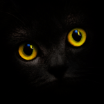 Blackcatcard: safe, secure wallet & prepaid card icon
