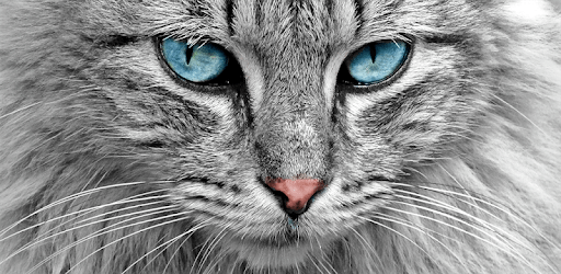 Eye Color Camera: Colour Changer PC screenshot Eye Color Camera: Colour Changer PC screenshot