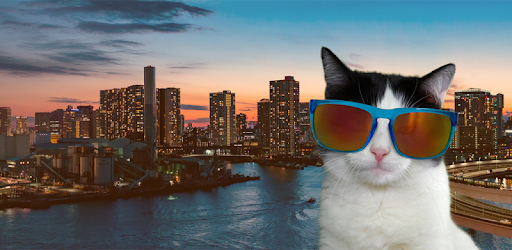 Curious Cat: Money for Surveys PC screenshot Curious Cat: Money for Surveys PC screenshot