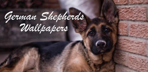 German Shepherd Wallpapers PC screenshot