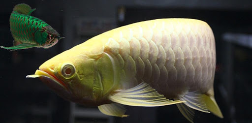 Arowana wallpaper PC screenshot Arowana wallpaper PC screenshot