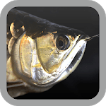 Arowana wallpaper for PC Arowana wallpaper for PC