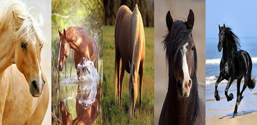 Horse wallpaper PC screenshot Horse wallpaper PC screenshot