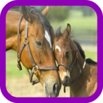 Horse wallpaper icon