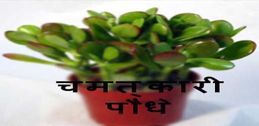 लाभदायक चमत्कारी पौधे PC screenshot लाभदायक चमत्कारी पौधे PC screenshot
