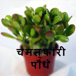 लाभदायक चमत्कारी पौधे for PC लाभदायक चमत्कारी पौधे for PC