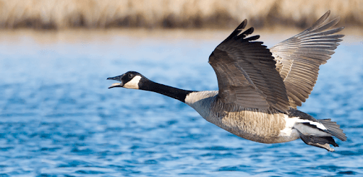 Goose Hunting Calls PC screenshot