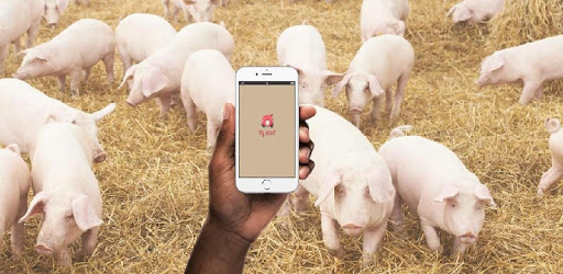 Pig1000 PC screenshot