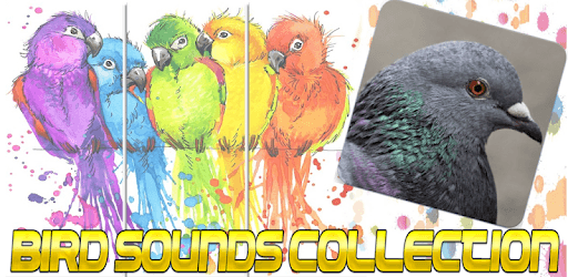 Pigeon Bird Call : Pigeon Song and Pigeon Sound PC screenshot Pigeon Bird Call : Pigeon Song and Pigeon Sound PC screenshot