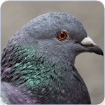 Pigeon Bird Call : Pigeon Song and Pigeon Sound for PC Pigeon Bird Call : Pigeon Song and Pigeon Sound for PC