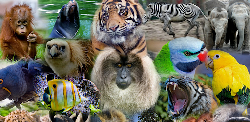Animal Wallpapers HD PC screenshot