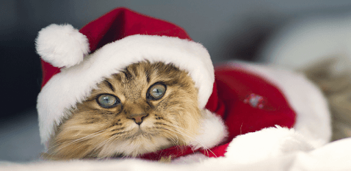 Cute Christmas Cats Wallpapers PC screenshot Cute Christmas Cats Wallpapers PC screenshot