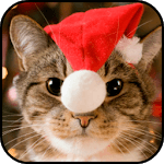 Cute Christmas Cats Wallpapers for PC Cute Christmas Cats Wallpapers for PC