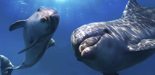 Dolphin Wallpapers PC screenshot Dolphin Wallpapers PC screenshot