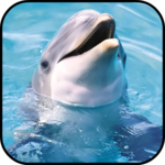 Dolphin Wallpapers for PC Dolphin Wallpapers for PC