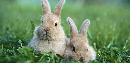 Rabbit Wallpapers PC screenshot