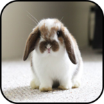 Rabbit Wallpapers icon