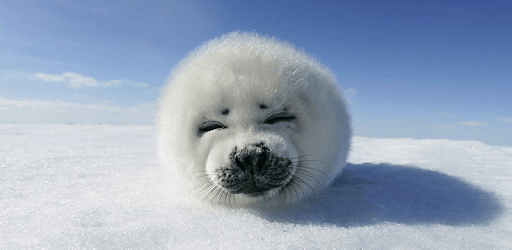 Seal Wallpapers PC screenshot